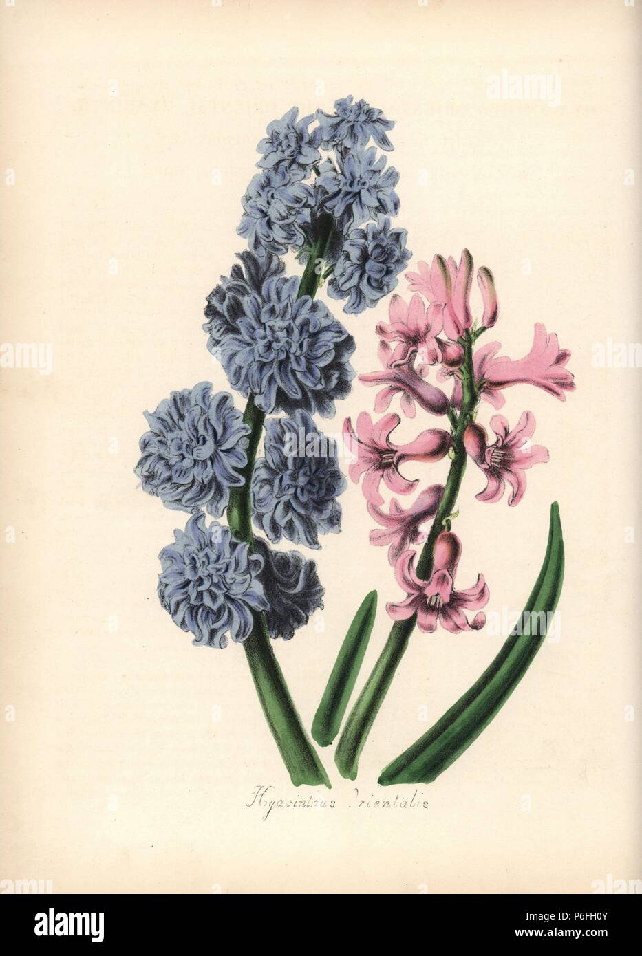 Hyacinth, Hyacinthus orientalis. Handcoloured zincograph by Chabots drawn by Miss M. A. Burnett from her 'Plantae Utiliores: or Illustrations of Useful Plants,' Whittaker, London, 1842. Miss Burnett drew the botanical illustrations, but the text was chiefly by her late brother, British botanist Gilbert Thomas Burnett (1800-1835). Stock Photo