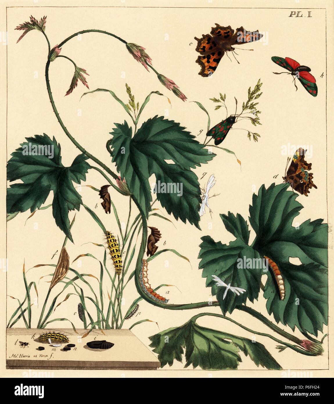 Comma butterfly, Polygonia c-album (a-d), six-spot burnet moth, Zygaena filipendulae (e-i), and white plumed moth, Pterophorus pentadactylus (k-q). Handcoloured lithograph after an illustration by Moses Harris from 'The Aurelian; a Natural History of English Moths and Butterflies,' new edition edited by J. O. Westwood, published by Henry Bohn, London, 1840. Stock Photo