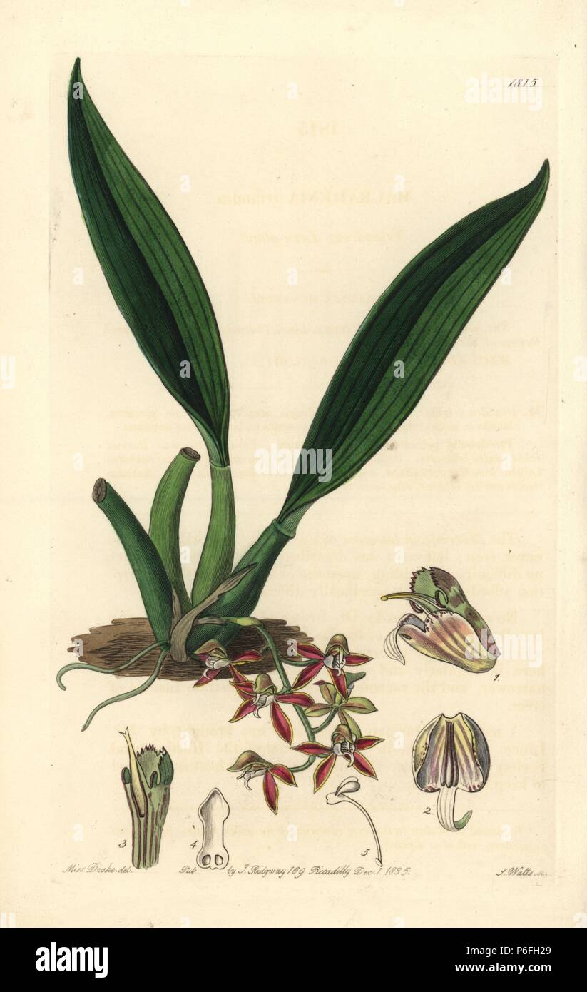 Trinidad macradenia orchid, Macradenia lutescens (Triandrous long-gland orchid, Macradenia triandra). Handcoloured copperplate engraving by S. Watts after an illustration by Miss Drake from Sydenham Edwards' 'The Botanical Register,' London, Ridgway, 1835. Sarah Anne Drake (1803-1857) drew over 1,300 plates for the botanist John Lindley, including many orchids. Stock Photo