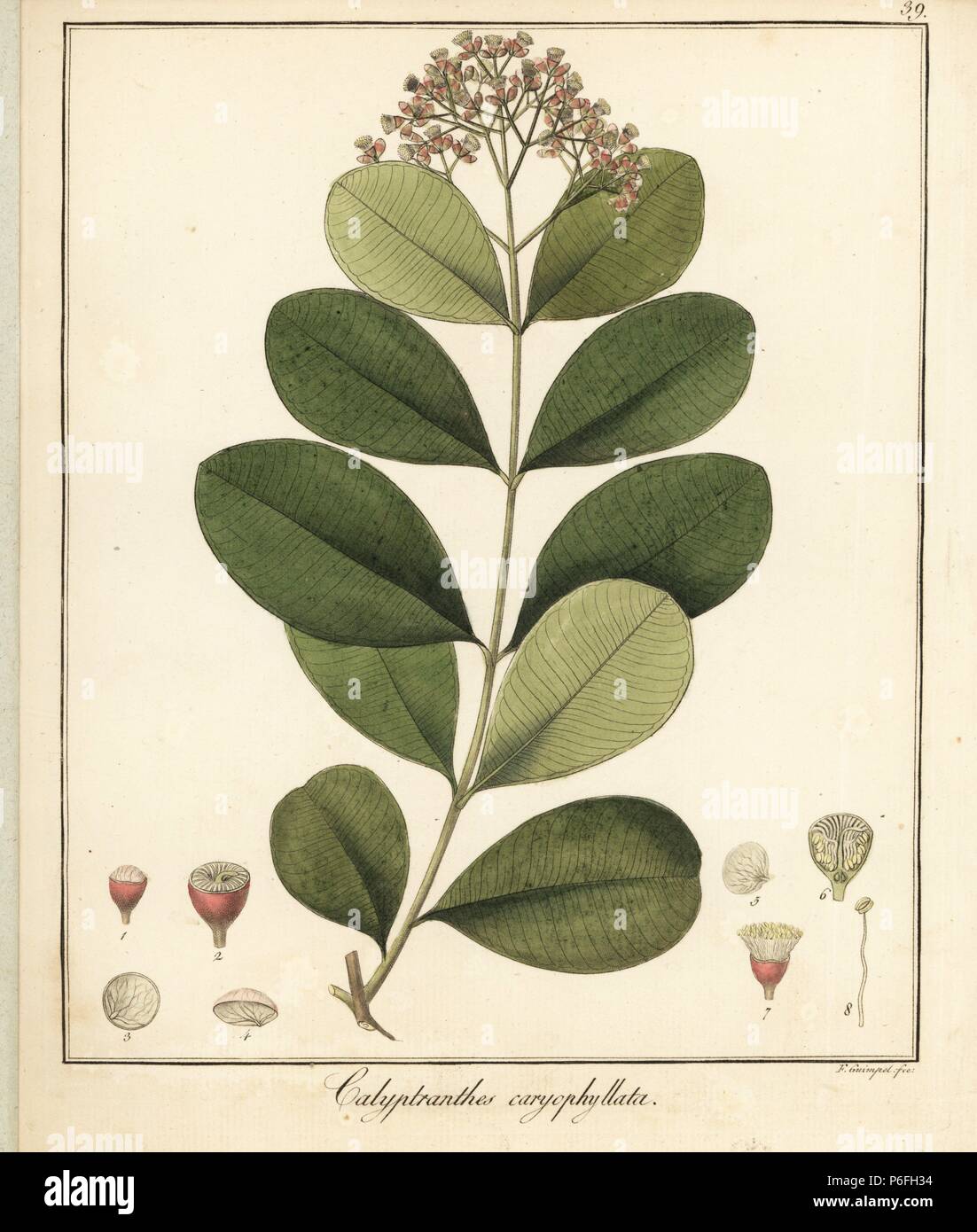 Wild black plum, Syzygium caryophyllatum. Native to Sri Lanka. Endangered. Handcoloured copperplate engraving by F. Guimpel from Dr. Friedrich Gottlob Hayne's Medical Botany, Berlin, 1822. Hayne (1763-1832) was a German botanist, apothecary and professor of pharmaceutical botany at Berlin University. Stock Photo