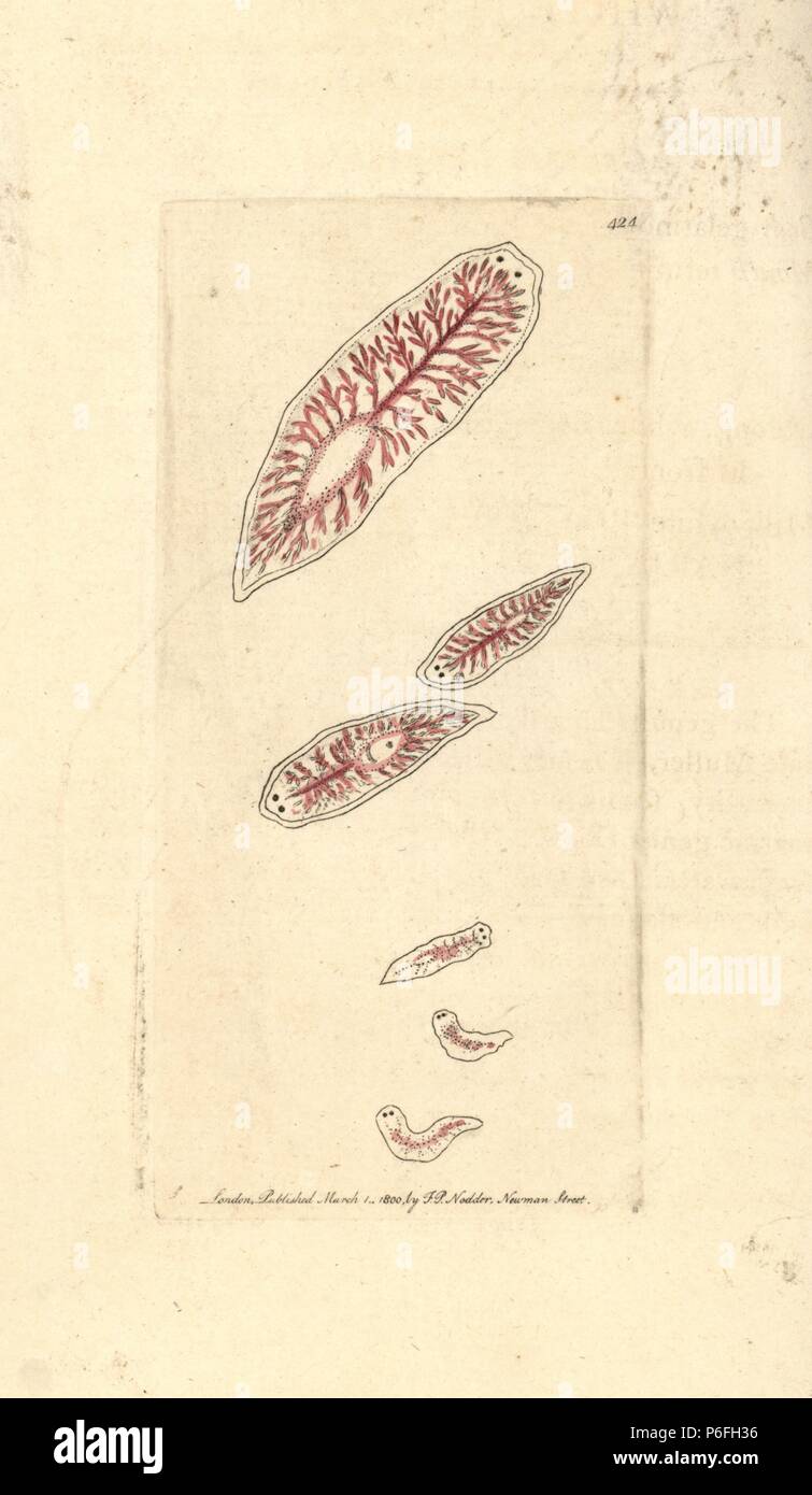 White planaria, Planaria lactea. Illustration drawn by George Shaw. Handcoloured copperplate engraving from George Shaw and Frederick Nodder's 'The Naturalist's Miscellany,' London, 1800. Stock Photo