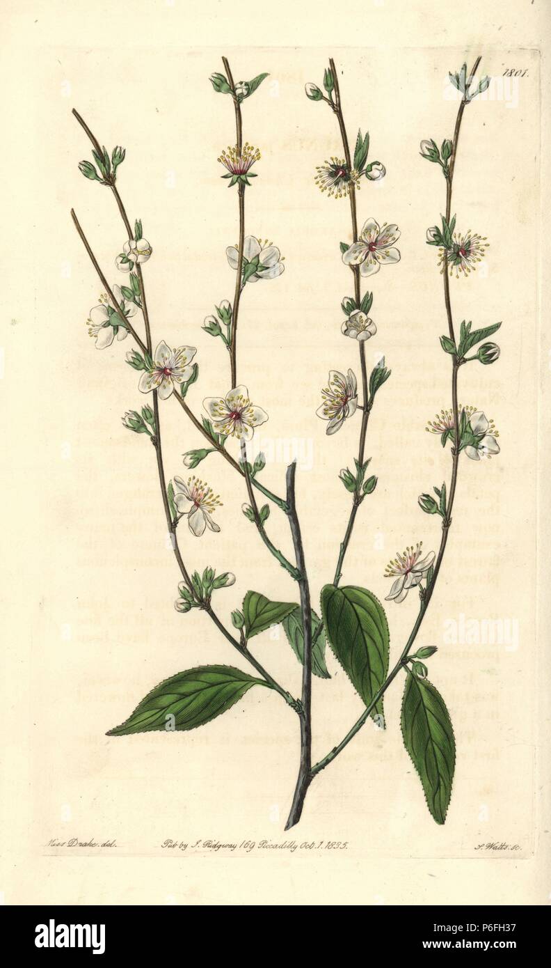 Oriental bush cherry, Cerasus japonica var. japonica (Single Chinese plum tree, Prunus japonica). Handcoloured copperplate engraving by S. Watts after an illustration by Miss Drake from Sydenham Edwards' 'The Botanical Register,' London, Ridgway, 1835. Sarah Anne Drake (1803-1857) drew over 1,300 plates for the botanist John Lindley, including many orchids. Stock Photo