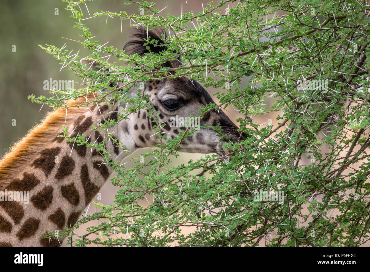 Close up of single young Giraffe feeding from green thorny tree Stock Photo