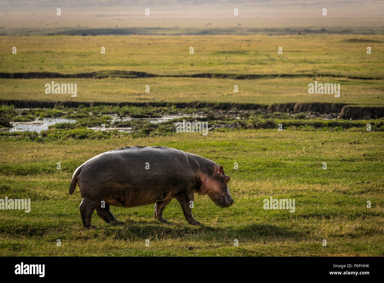 Hippo crossing land towards water Stock Photo