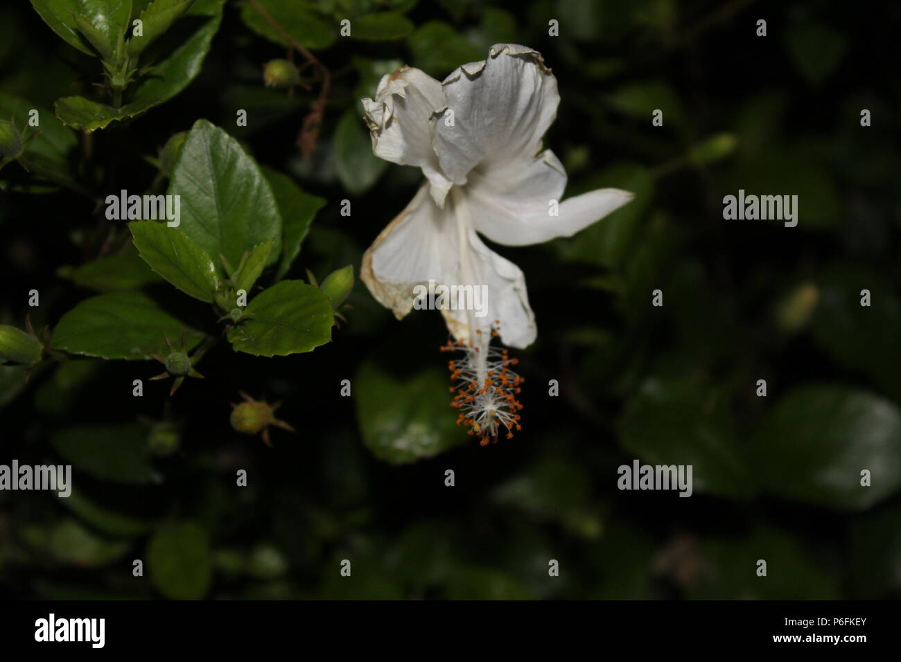 White Flower With Black Background Stock Photo Alamy