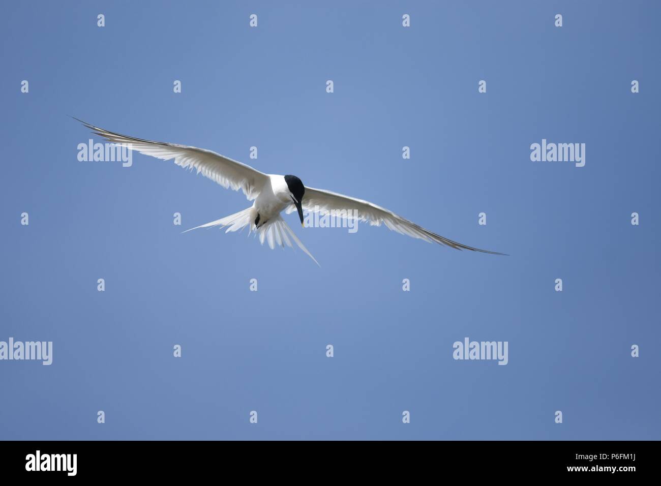 A Hunting Sandwich Tern Stock Photo