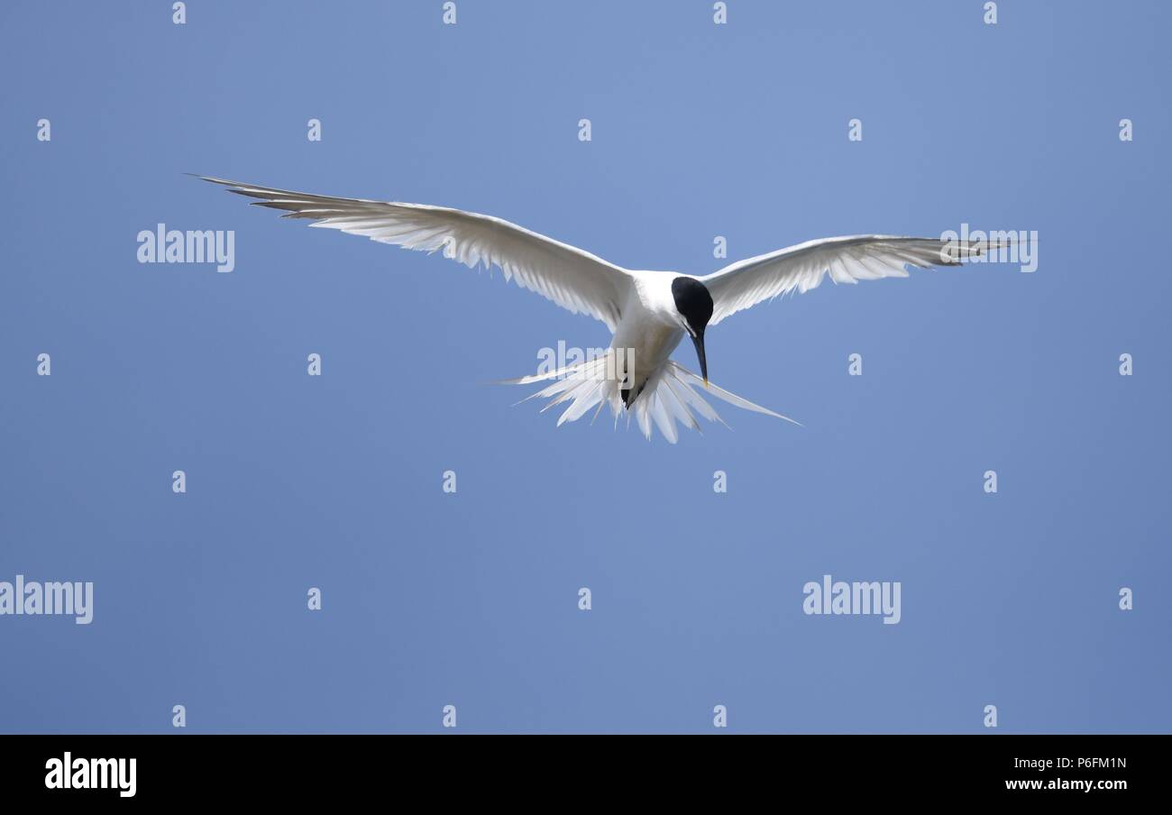 A Hunting Sandwich Tern Stock Photo