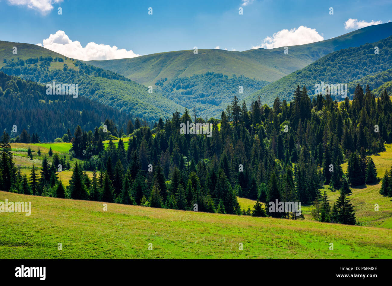 spruce forest on grassy hills of Pylypets. beautiful countryside at the foot of mighty Borzhava mountain ridge in summer Stock Photo