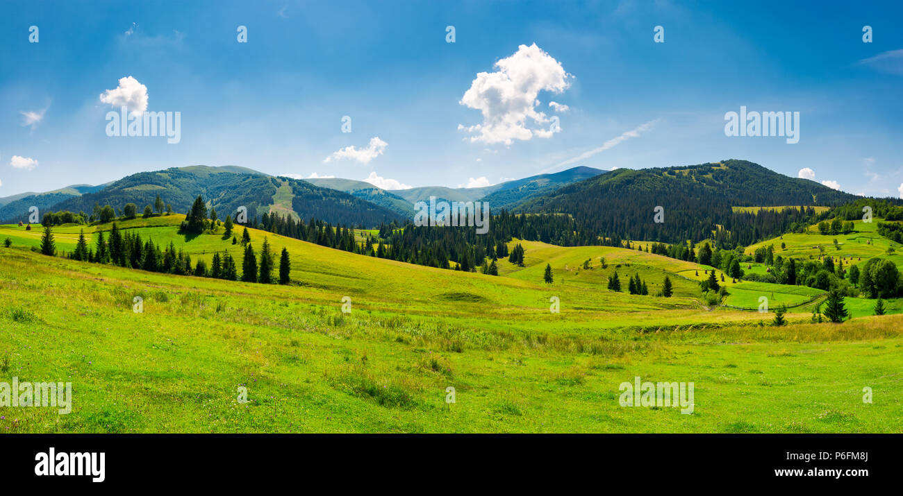 panorama of mountainous landscape in summer. spruce forest on a grassy hills in the valley of Carpathian mountain. beautiful view of Borzhava mountain Stock Photo
