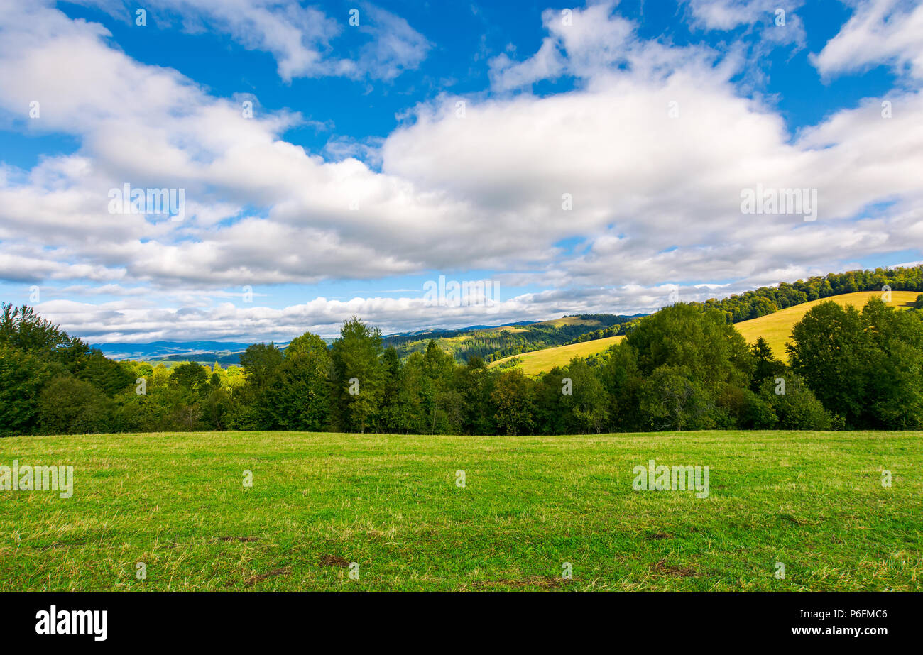 beautiful grassy meadow on hillside in mountains. row of trees on the edge of a hill under the gorgeous cloudy sky Stock Photo