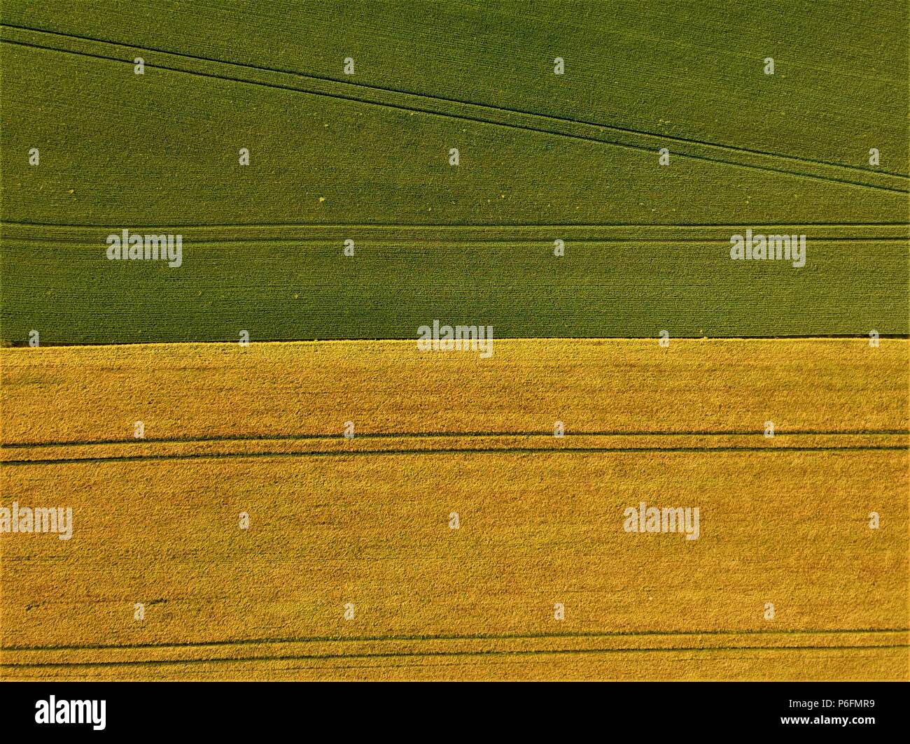 Aerial photography of a wheat field in green and golden colors with long parallel  patterns Stock Photo