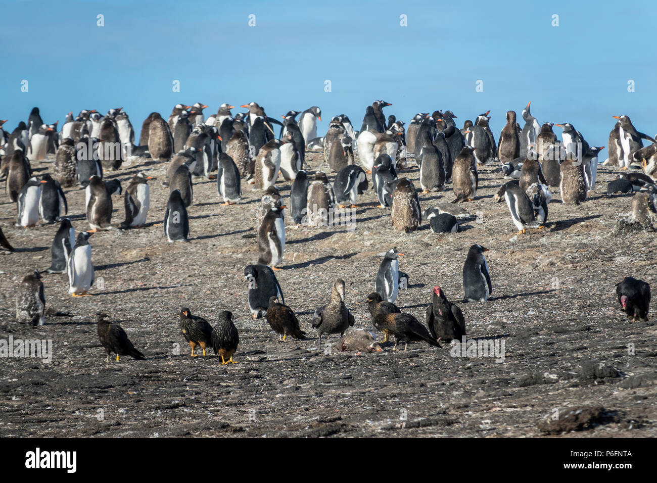 Johnny Rooks, turkey vulture and Southern giant petrel eating a dead