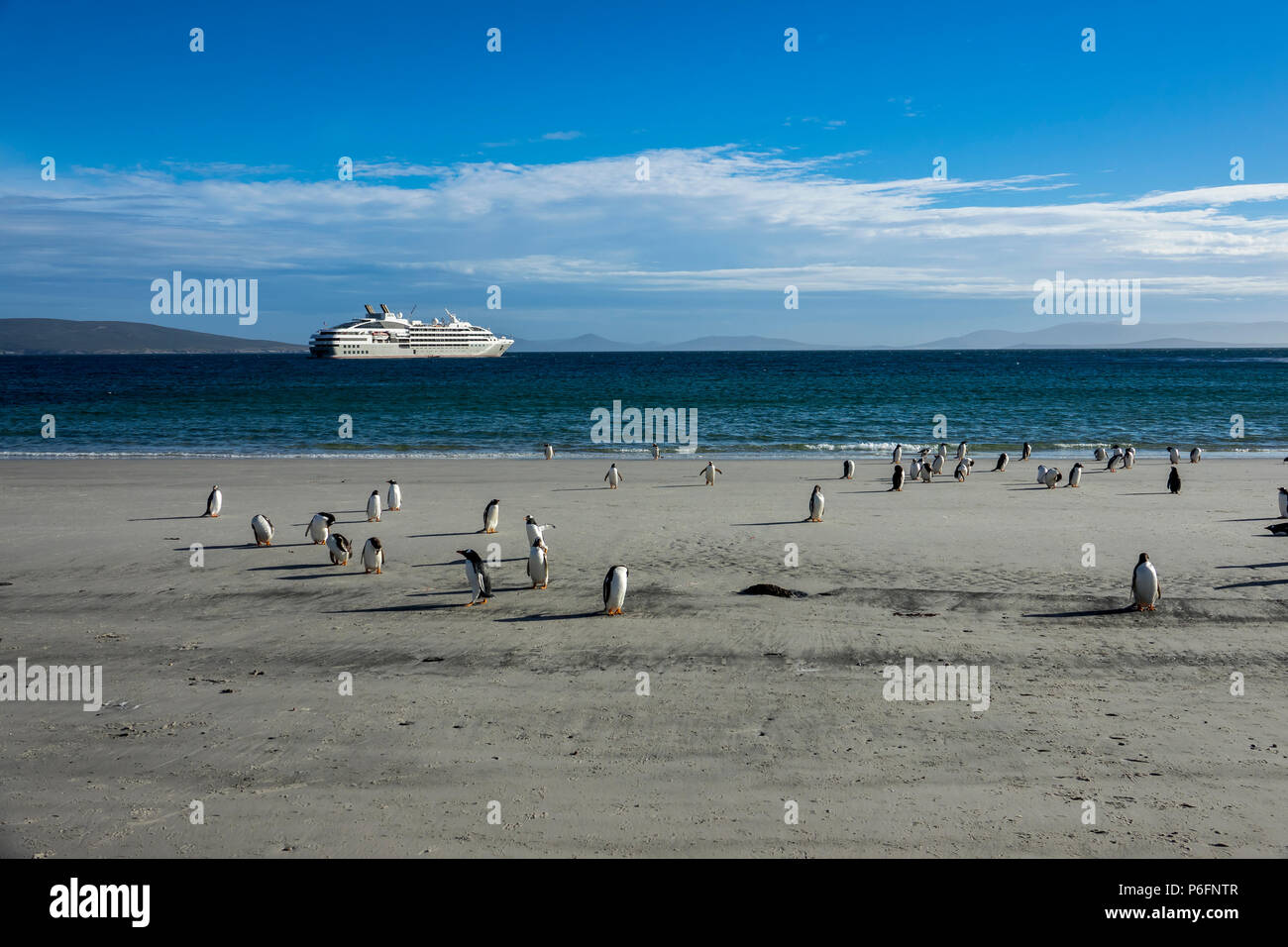 Le Lyrial anchored at Saunders Island with gentoo penguins on the beach, Falkland Islands Stock Photo