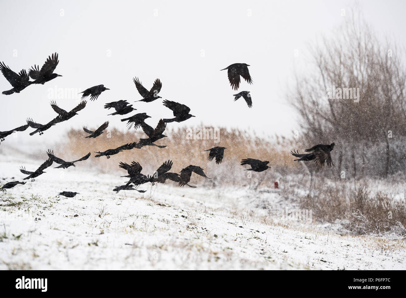A flock of crows flying above the frozen field Stock Photo - Alamy