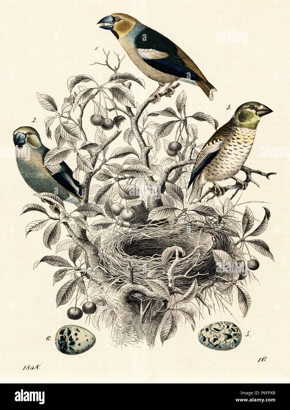 Hawfinch, Coccothraustes coccothraustes, male 1, female 2, young 3, nest, and eggs 5,6. Handcoloured lithograph from Carl Hoffmann's Book of the World, Stuttgart, 1848. Stock Photo