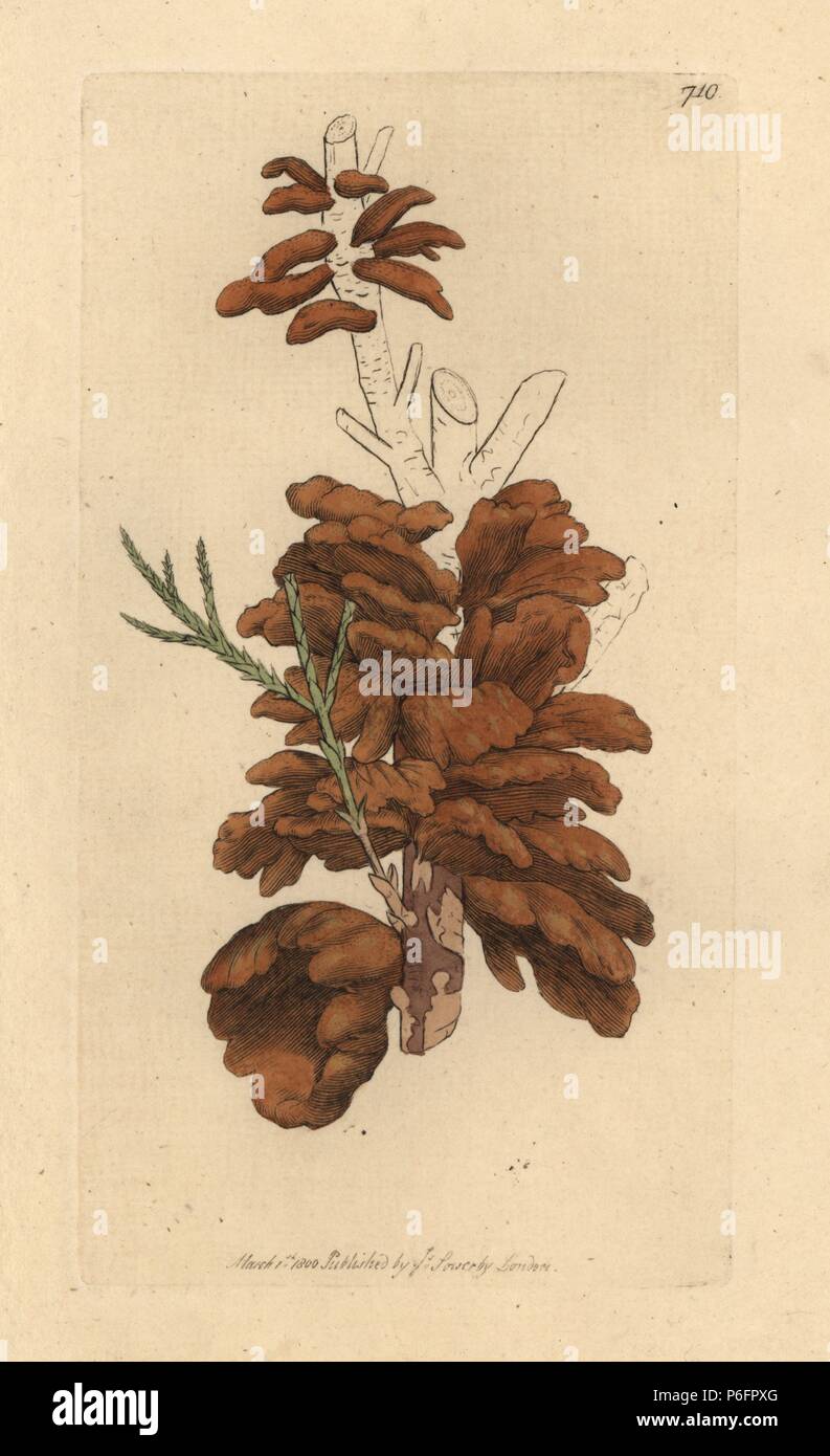 Pear rust, Gymnosporangium sabinae (Savine tremella, Tremella sabinae). Handcoloured copperplate engraving after a drawing by James Sowerby for James Smith's English Botany, 1800. Stock Photo