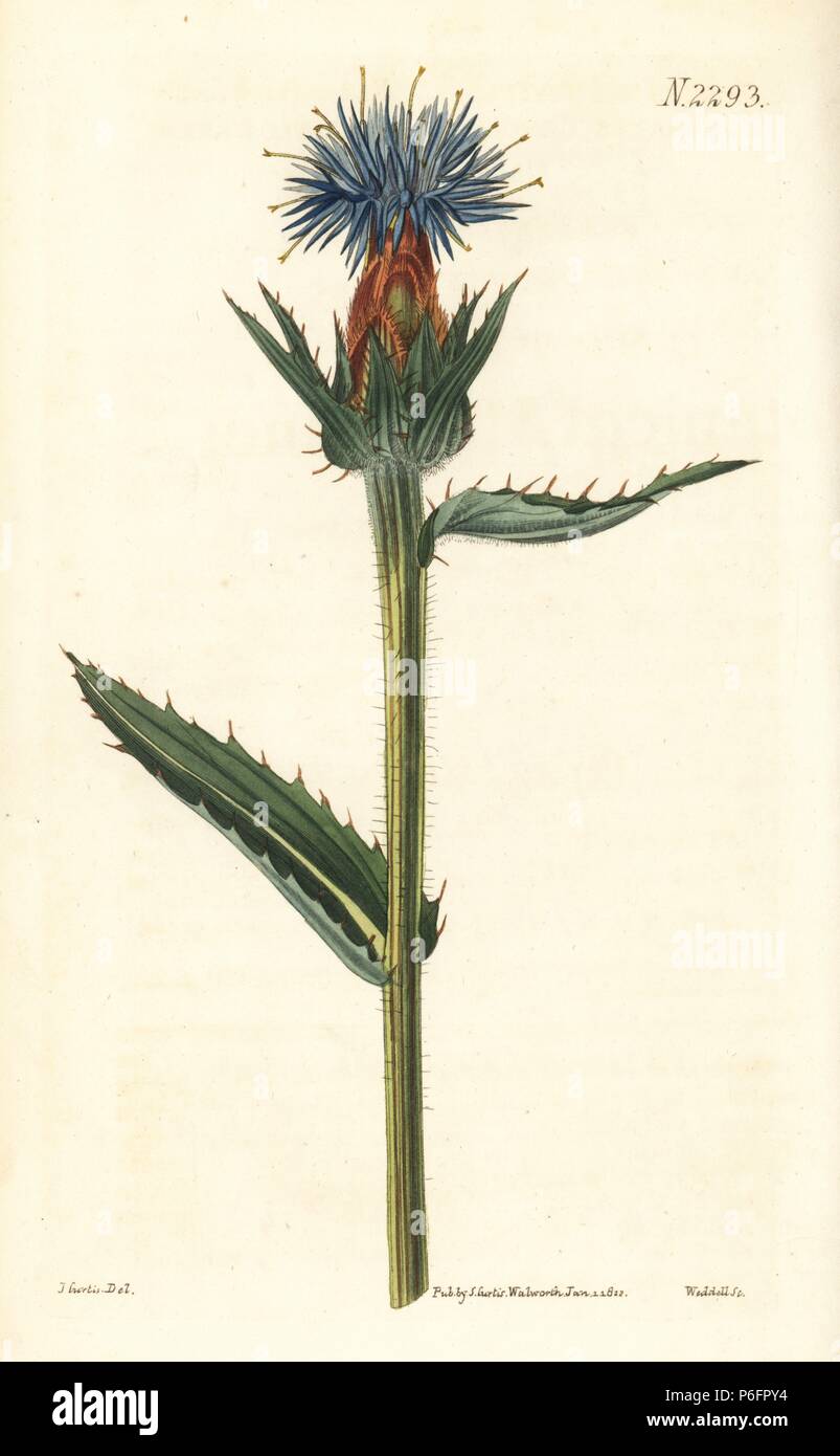 Blue thistle or blue-flowered carthamus, Carthamus caeruleus. Handcoloured copperplate engraving by Weddell after an illustration by John Curtis from Samuel Curtis's 'Botanical Magazine,' London, 1822. Stock Photo