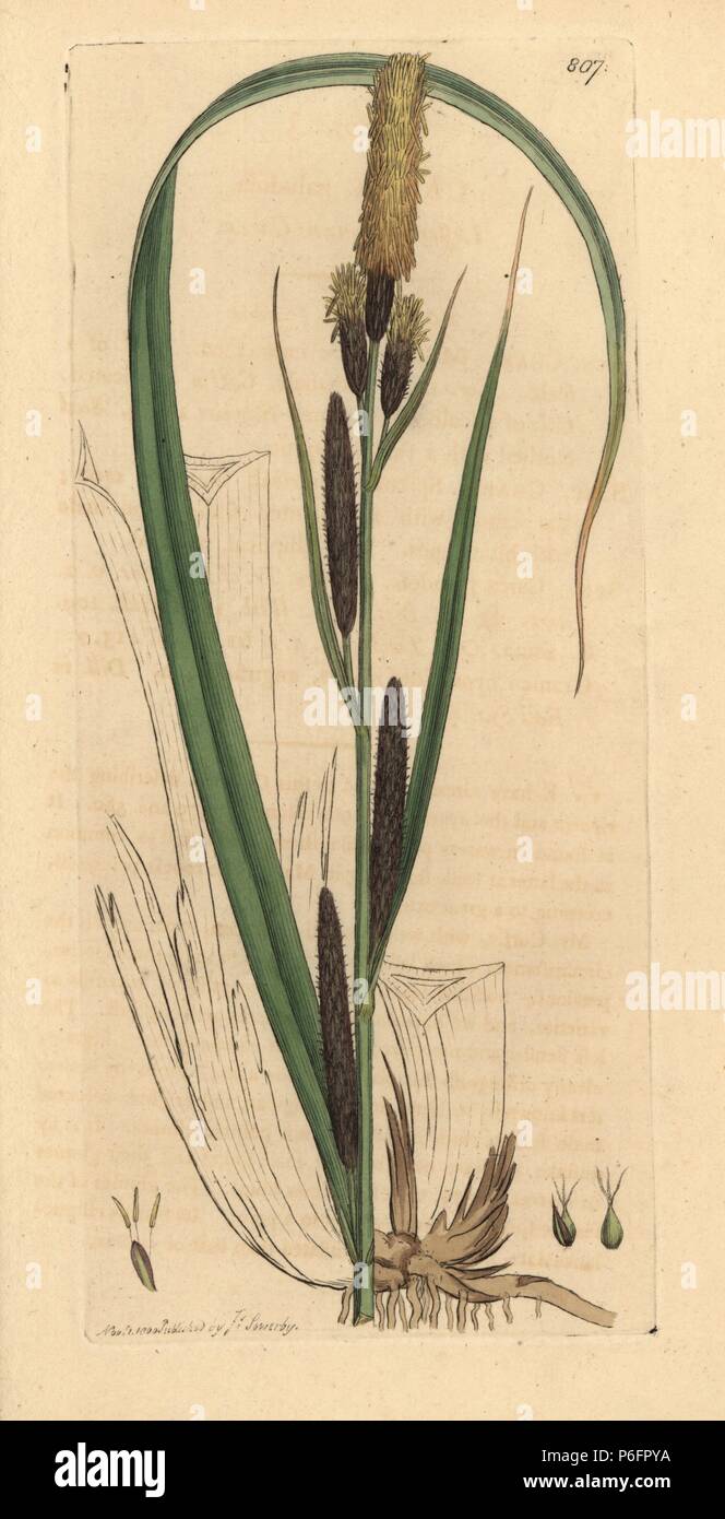 Lesser common carex, Carex acutiformis (Carex paludosa). Handcoloured copperplate engraving after a drawing by James Sowerby for James Smith's English Botany, 1800. Stock Photo