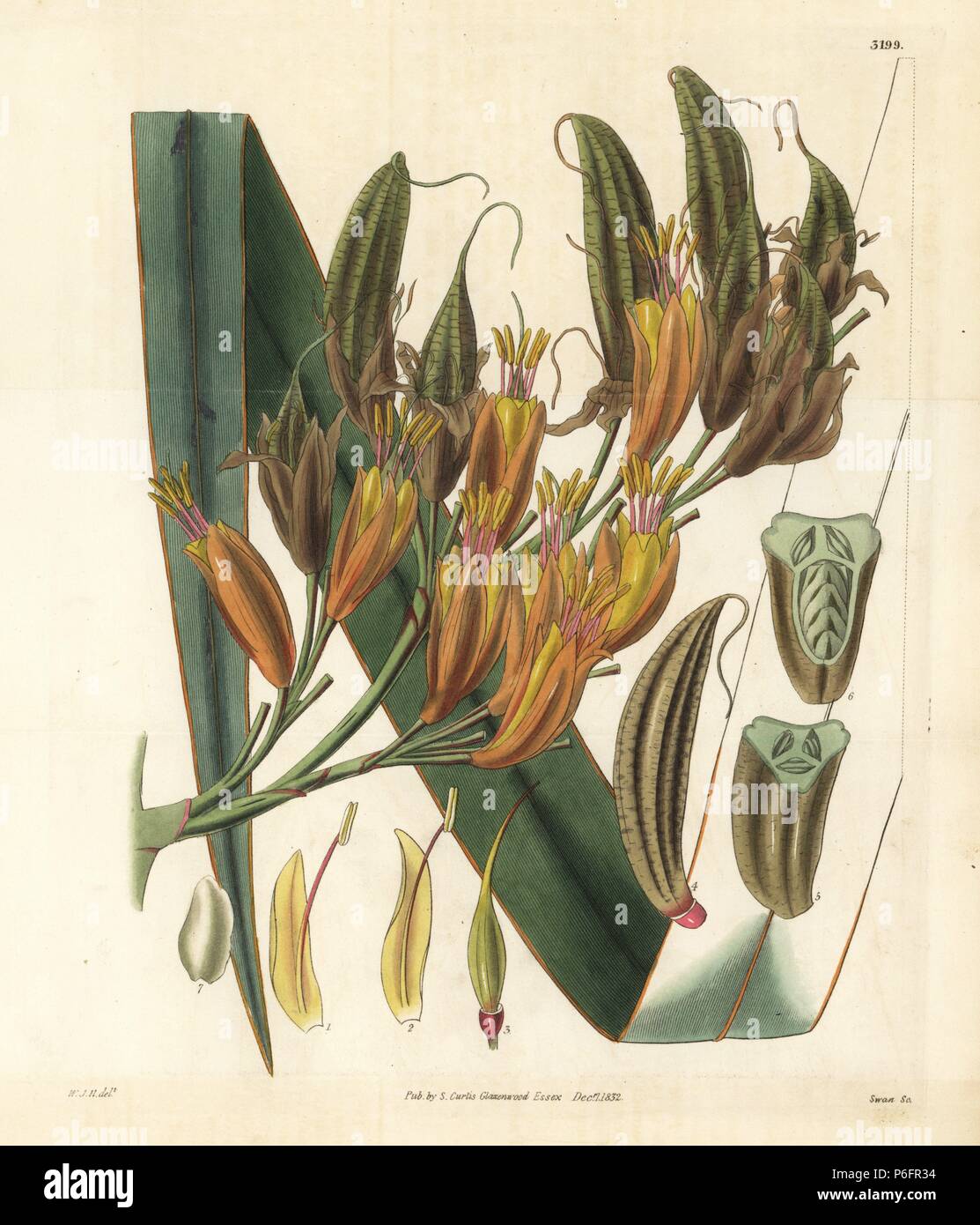 New Zealand flax or hemp, Phormium tenax. Handcoloured copperplate engraving by Swan after an illustration by William Jackson Hooker from Samuel Curtis' 'Botanical Magazine,' London, 1832. Stock Photo