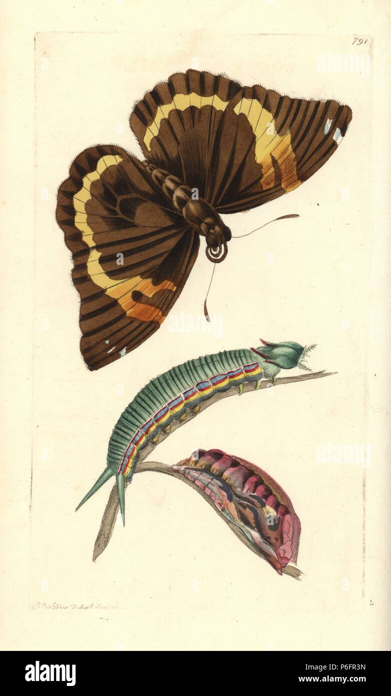 Opsiphanes cassiae butterfly, caterpillar and pupa (Cassia, Papilio cassiae). Illustration drawn and engraved by Richard Polydore Nodder. Handcoloured copperplate engraving from George Shaw and Frederick Nodder's The Naturalist's Miscellany, London, 1806. Stock Photo
