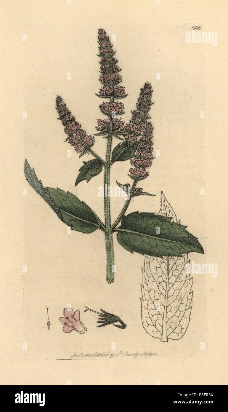 Horse mint, Mentha longifolia (Mentha sylvestris). Handcoloured copperplate engraving after a drawing by James Sowerby for James Smith's English Botany, 1800. Stock Photo