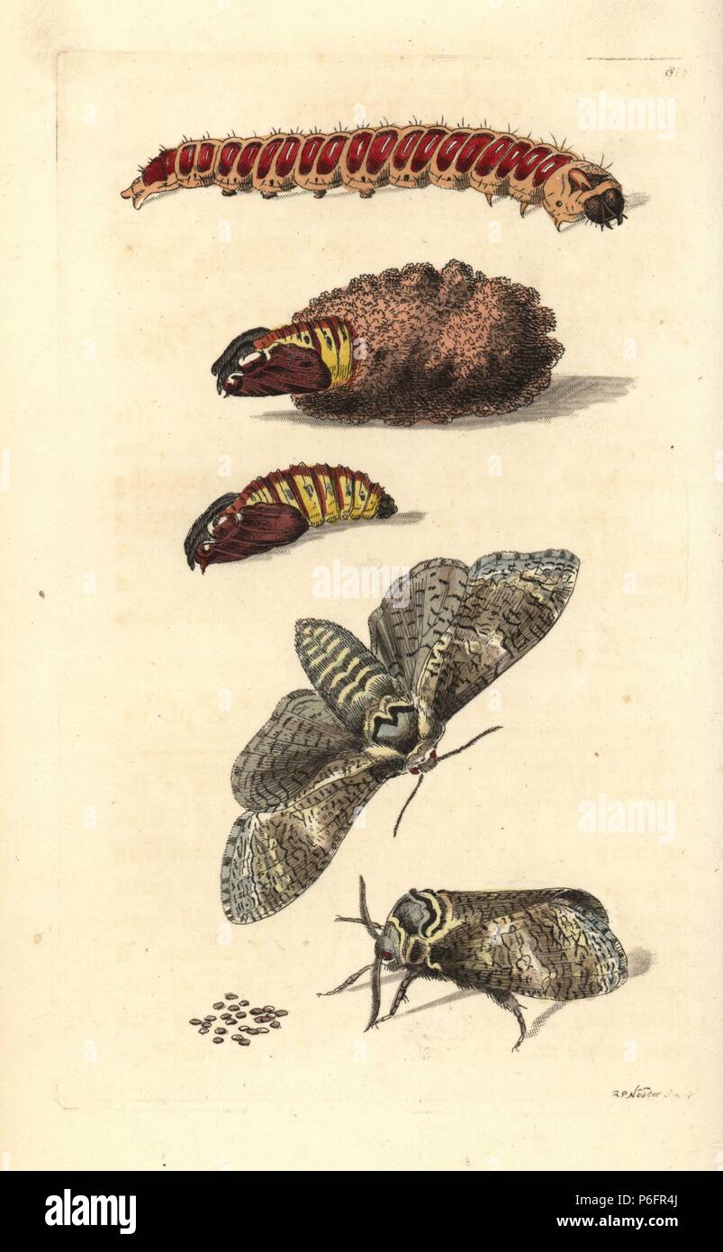 Goat moth, Cossus cossus, moth, caterpillar, eggs and pupa (Phalaena cossus). Illustration drawn and engraved by Richard Polydore Nodder. Handcoloured copperplate engraving from George Shaw and Frederick Nodder's The Naturalist's Miscellany, London, 1806. Stock Photo