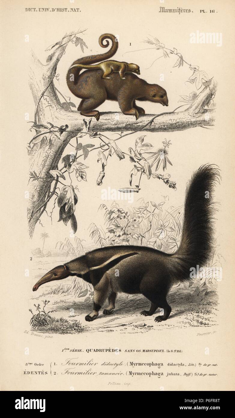 Silky anteater or pygmy anteater, Cyclopes didactylus, and giant anteater, Myrmecophaga tridactyla (vulnerable). Handcoloured engraving by Fournier after an illustration by Edouard Travies from Charles d'Orbigny's Dictionnaire Universel d'Histoire Naturelle (Dictionary of Natural History), Paris, 1849. Stock Photo