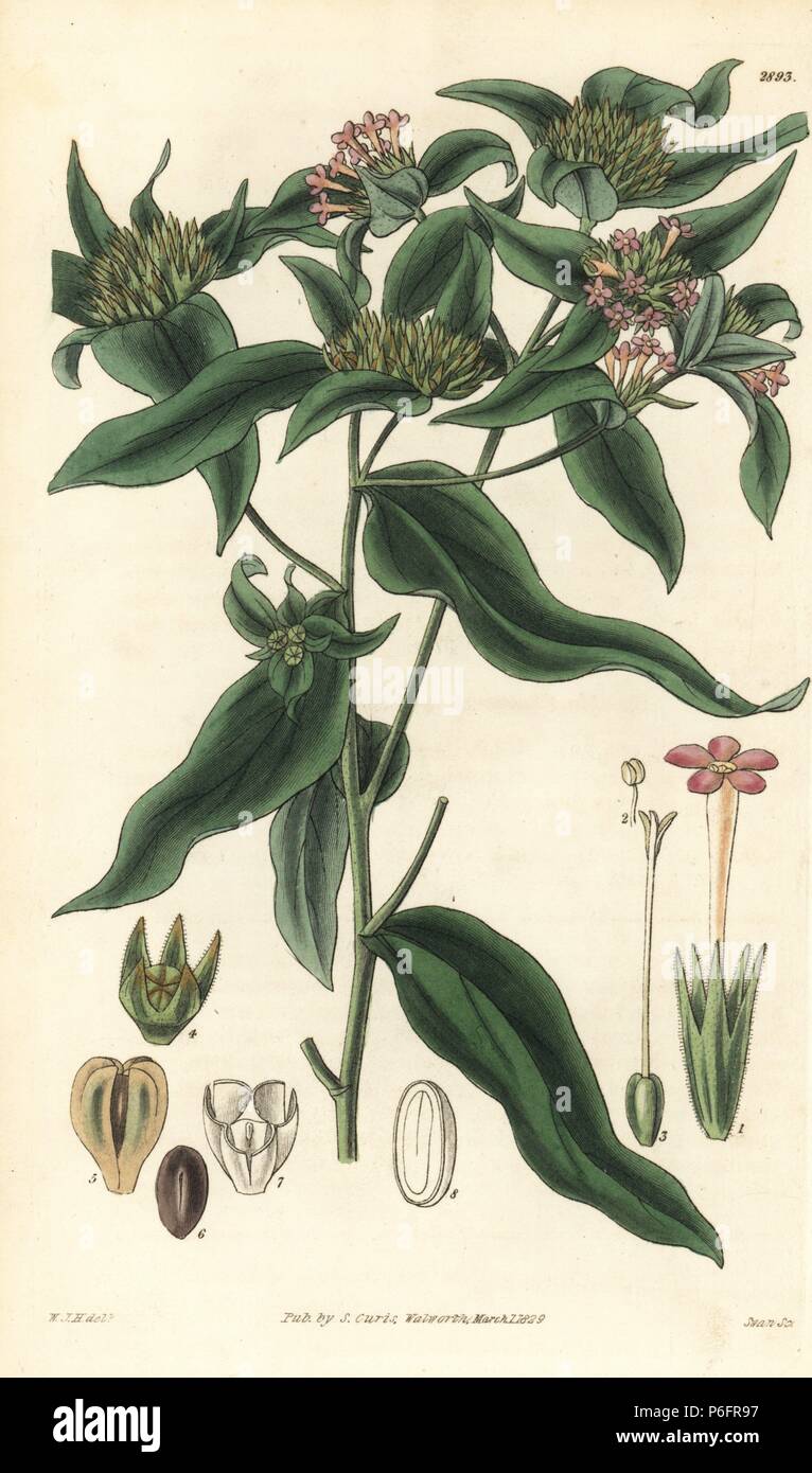 Small flowered collomia, Collomia linearis. Handcoloured copperplate engraving by Swan after an illustration by William Jackson Hooker from Samuel Curtis's 'Botanical Magazine,' London, 1829. Stock Photo
