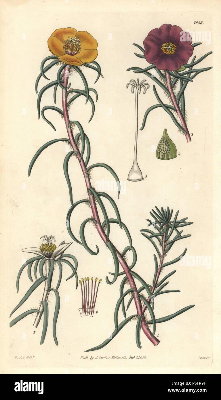 Large flowered purslane, Portulaca grandiflora. Handcoloured copperplate engraving by Swan after an illustration by William Jackson Hooker from Samuel Curtis's 'Botanical Magazine,' London, 1829. Stock Photo