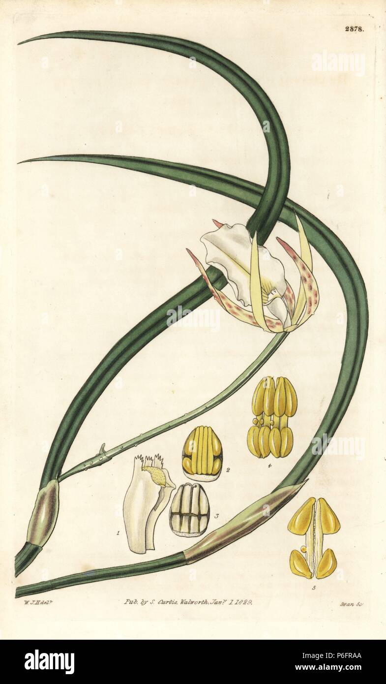 Tuberculated brassavola orchid, Brassavola tuberculata. Handcoloured copperplate engraving by Swan after an illustration by William Jackson Hooker from Samuel Curtis's 'Botanical Magazine,' London, 1829. Stock Photo
