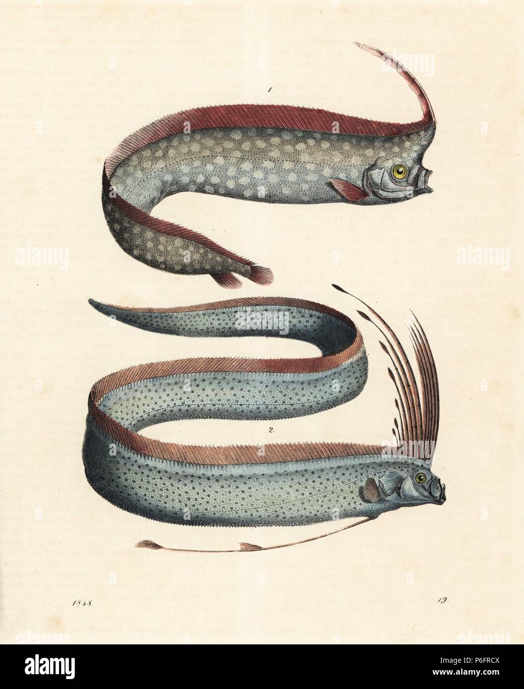 Crested oarfish, Lophotus lacepedei (Lophotes copedianus) and oarfish, Regalecus glesne (Gymnetrus gladius). Handcoloured lithograph from Carl Hoffmann's Book of the World, Stuttgart, 1848. Stock Photo