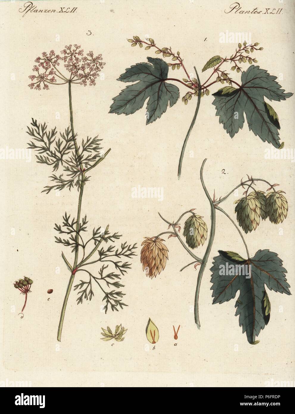 Hops, Humulus lupulus, male 1, female 2, and coriander, Coriandrum sativum 3. Handcoloured copperplate engraving from Friedrich Johann Bertuch's Bilderbuch fur Kinder (Picture Book for Children), Weimar, 1795. Stock Photo
