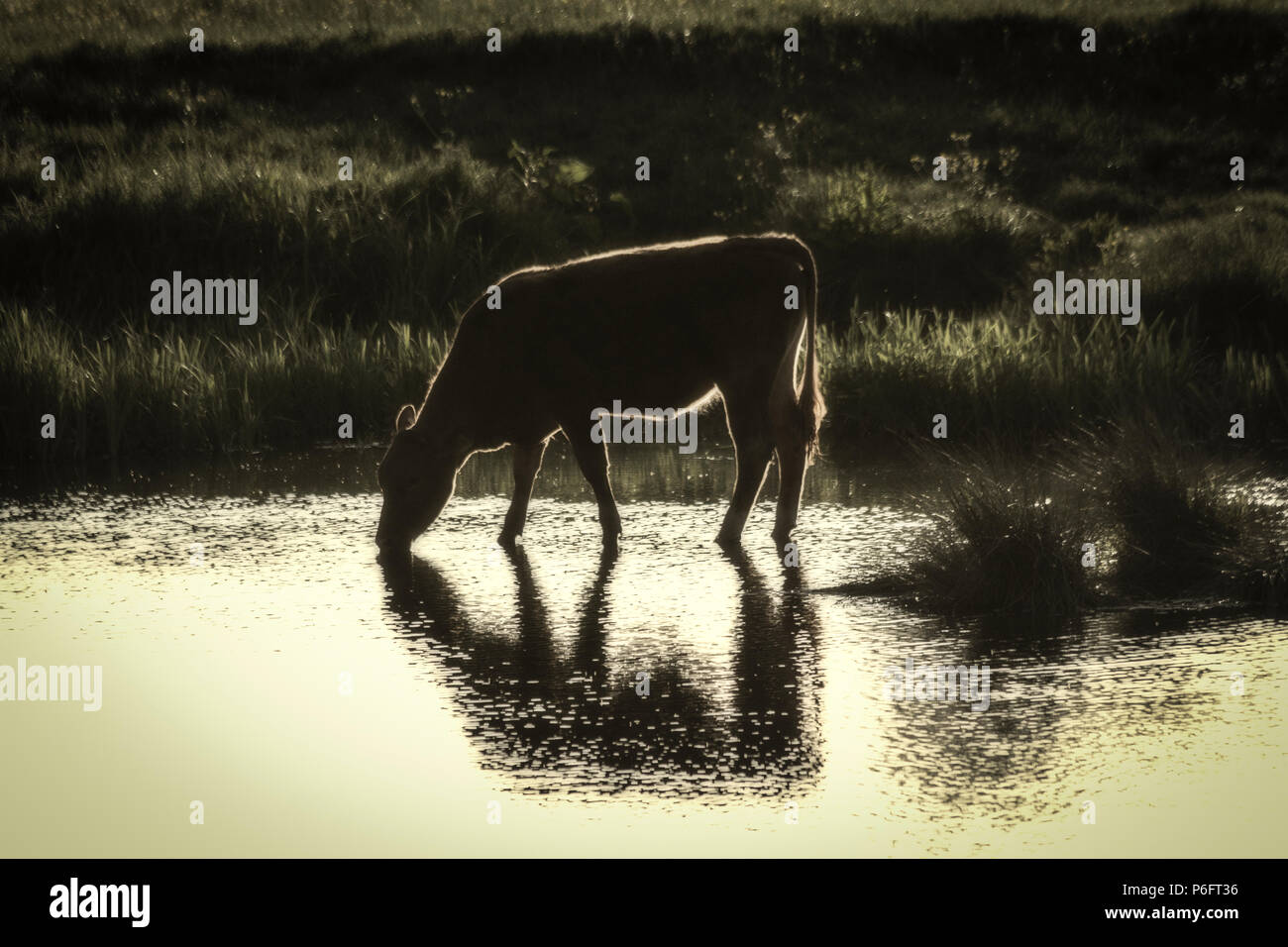Cattle on water meadows Stock Photo