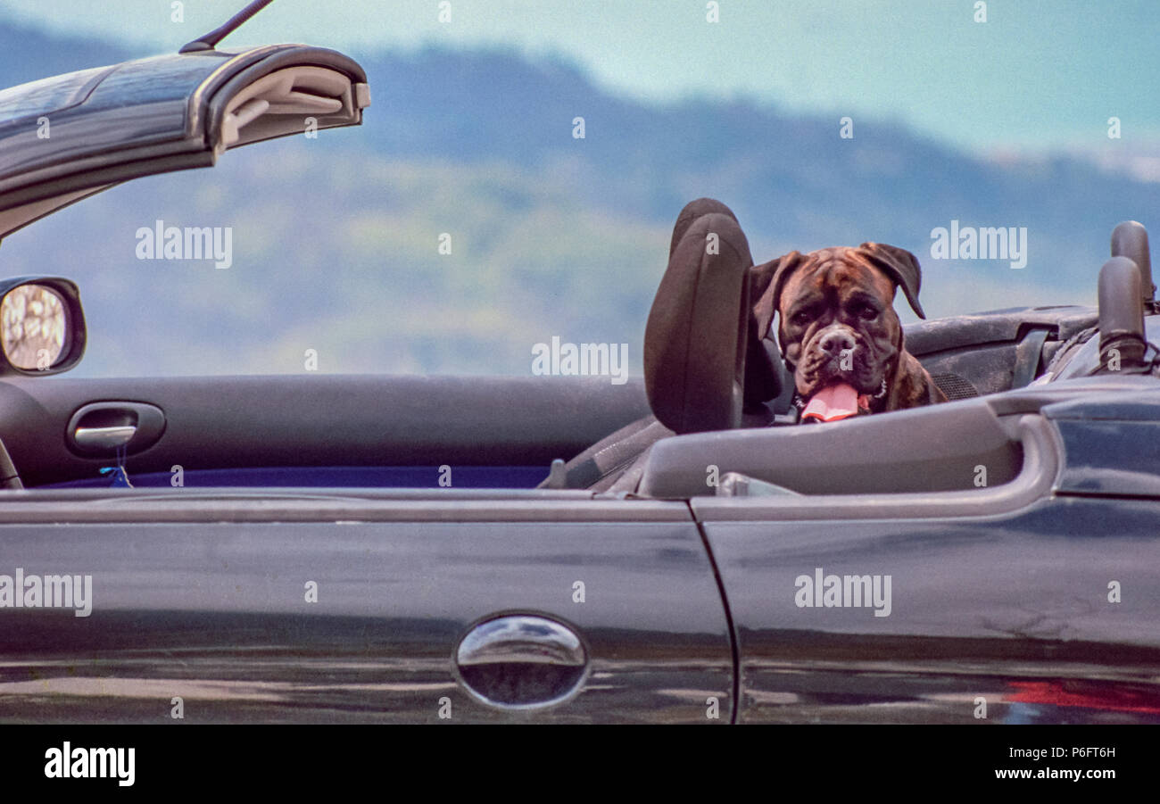 Beautiful boxer dog in a convertible car Stock Photo