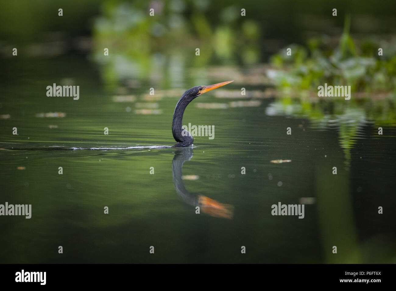 Anhinga swimming with only the head above the water surface, Rio Chagres, Soberania National Park, Republic of Panama. Stock Photo