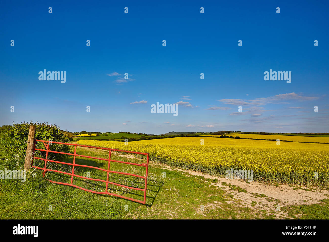 View overlooking the fields and countryside of the North Wessex Downs with a red iron gate to the entrance of a field of Rapeseed, West Berkshire, UK Stock Photo