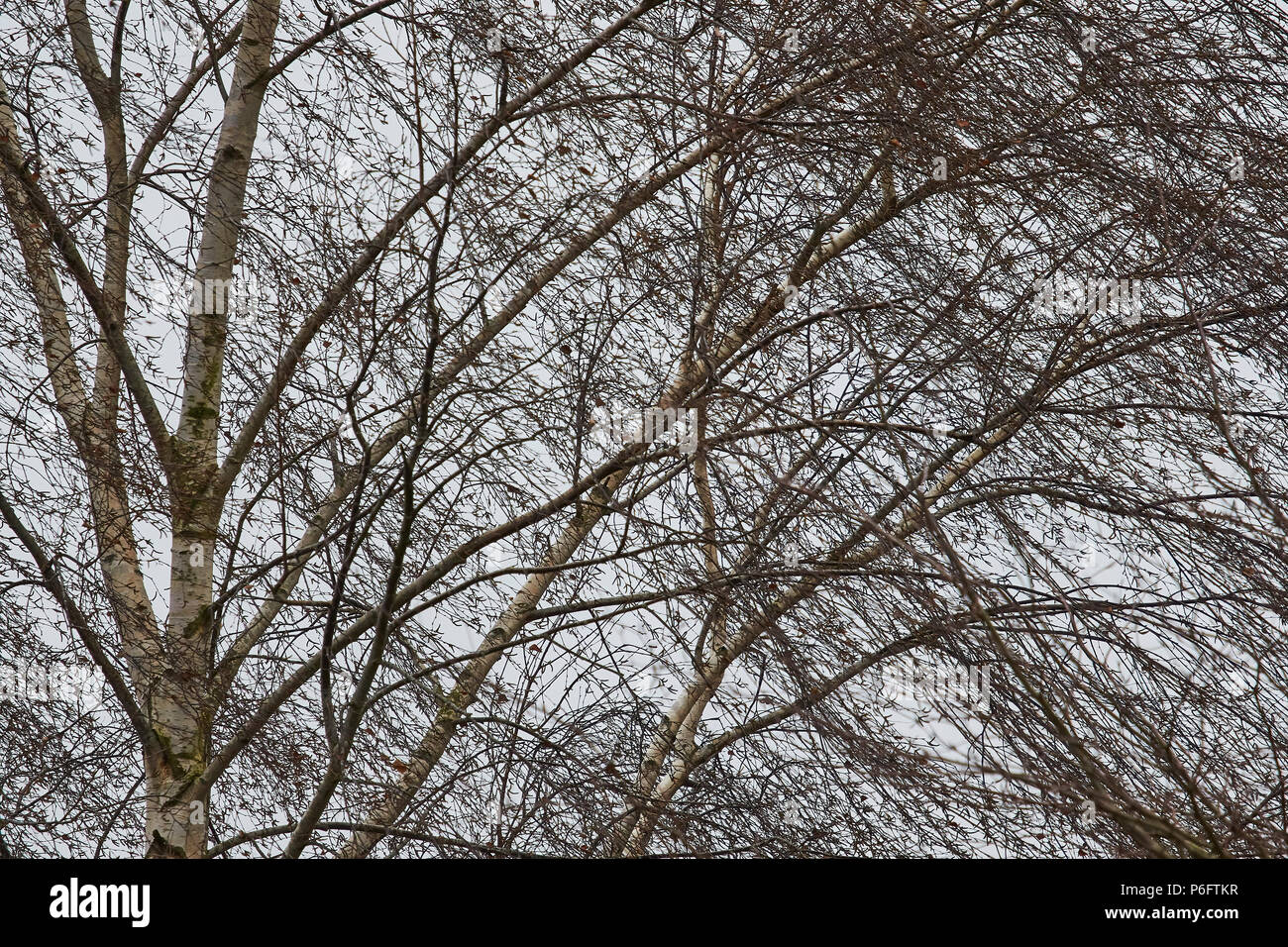 A full frame image of a Silver Birch (Betula Pendula) tree and branches with no leaves Stock Photo