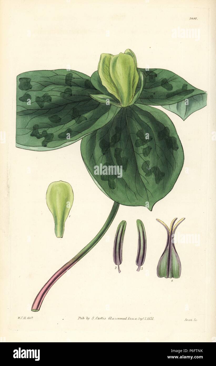 Green flowered trillium, Trillium discolor. Handcoloured copperplate engraving by Swan after an illustration by William Jackson Hooker from Samuel Curtis's 'Botanical Magazine,' London, 1831. Stock Photo