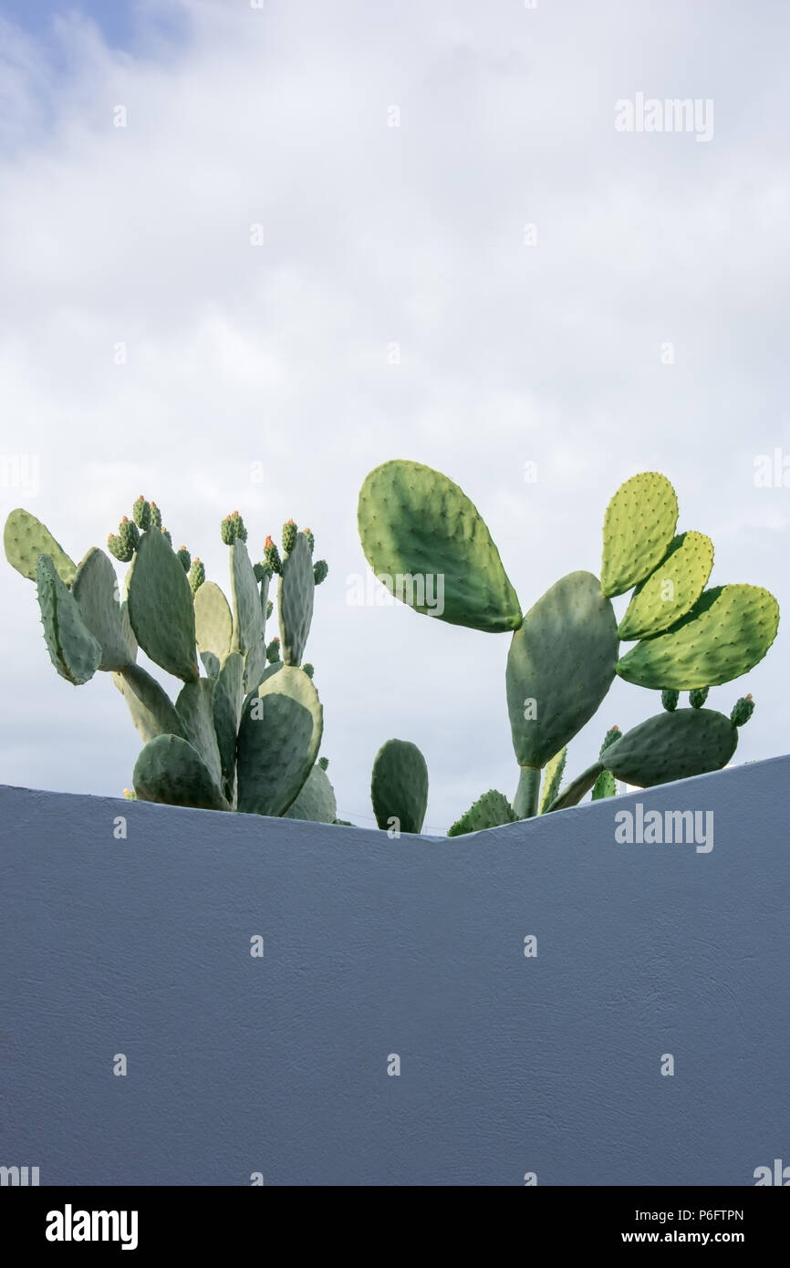 Giant cactus blossomed near the blue wall Stock Photo