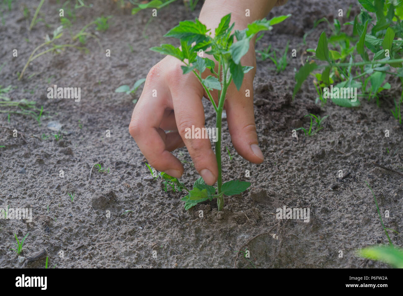 Hand planting a small tomato plant Stock Photo - Alamy