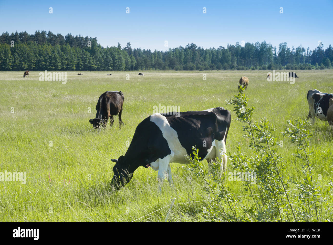 Colorful cows eating grass on the meadow in summer Stock Photo - Alamy