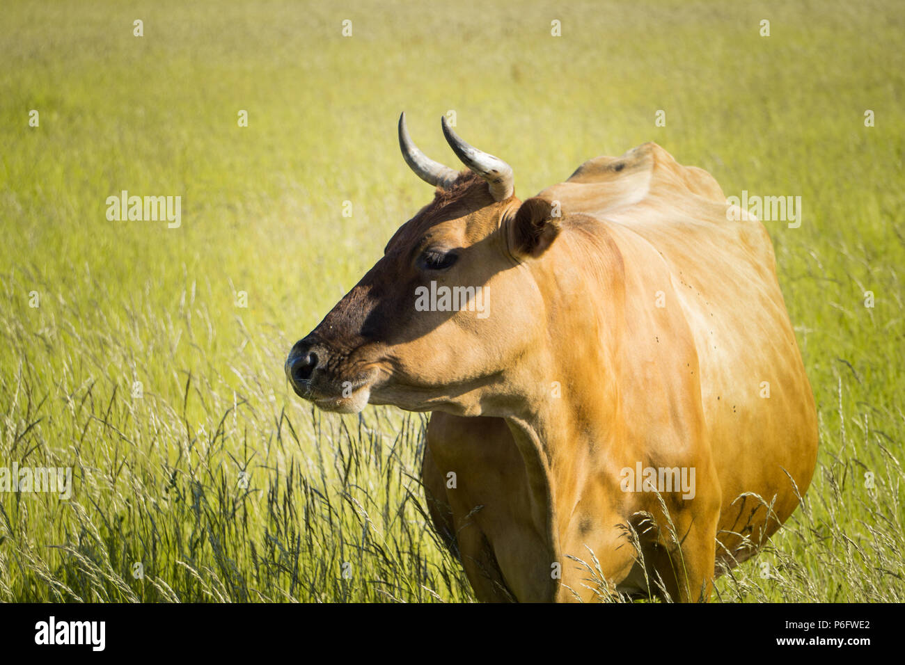 Colorful cows eating grass on the meadow in summer Stock Photo - Alamy