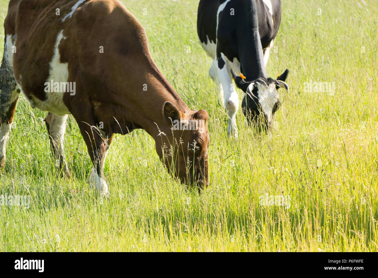 Colorful cows eating grass on the meadow in summer Stock Photo - Alamy