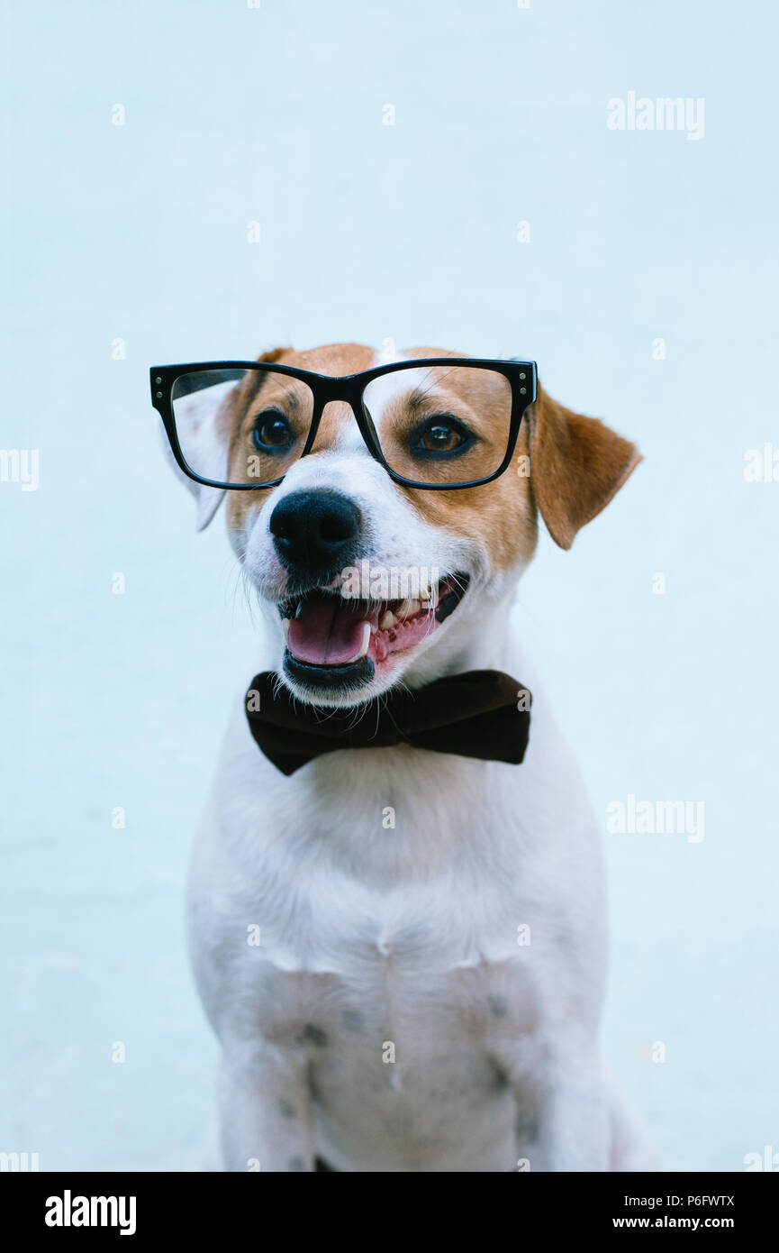 dog russell terrier in a bow tie and glasses Stock Photo - Alamy