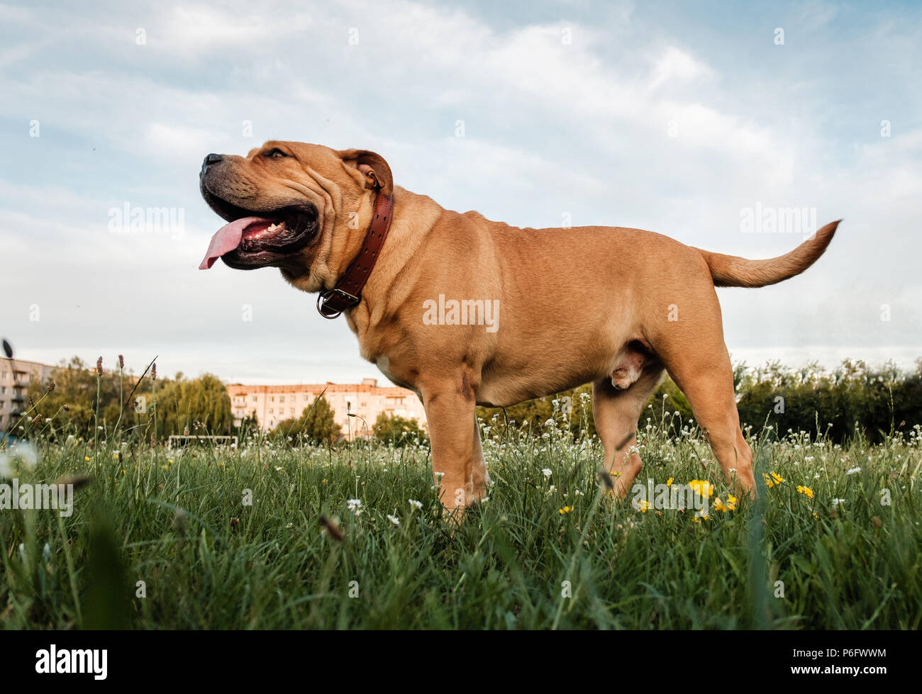 A brown dog corso corso stands in a field on a green grass Stock Photo