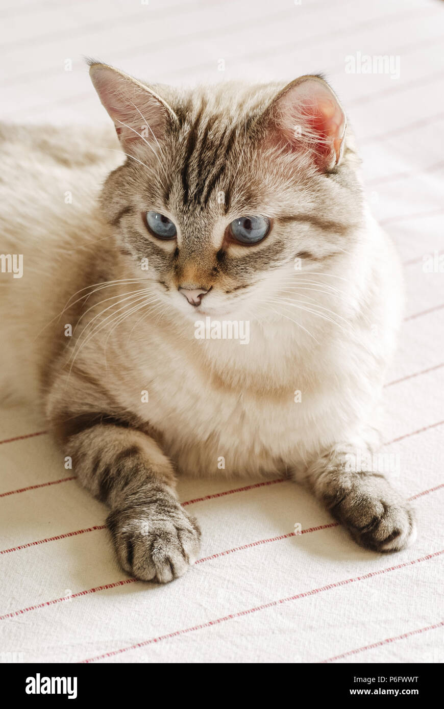 Beautiful tabby cat with big blue eyes Stock Photo - Alamy