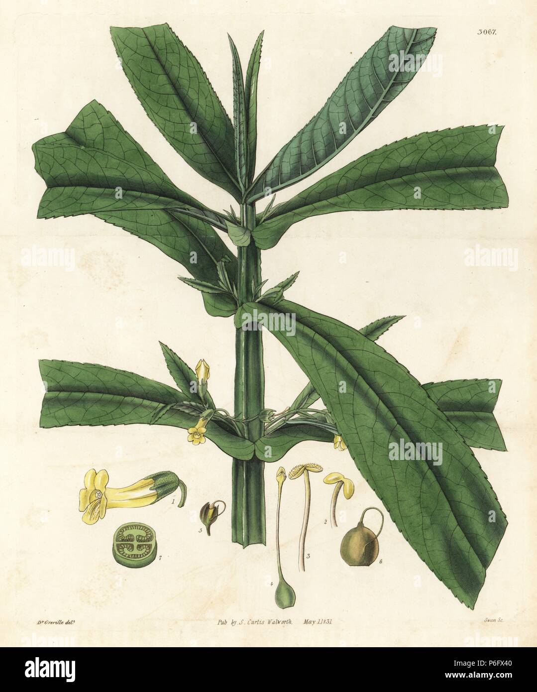 Leucocarpus perfoliatus (Perfoliate monkey flower, Mimulus perfoliatus). Handcoloured copperplate engraving by Swan after an illustration by William Jackson Hooker from Samuel Curtis's 'Botanical Magazine,' London, 1831. Stock Photo