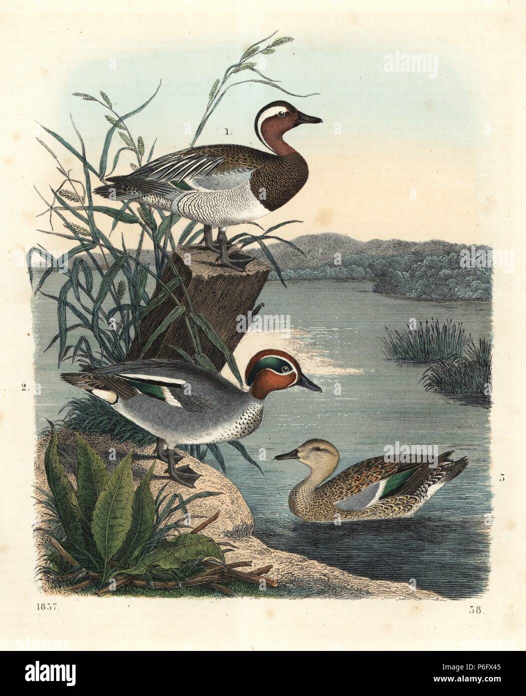 Garganay, Anas querquedula 1, and common teal, Anas crecca, male 2, and female 3. Handcoloured lithograph from Carl Hoffmann's Book of the World, Stuttgart, 1857. Stock Photo