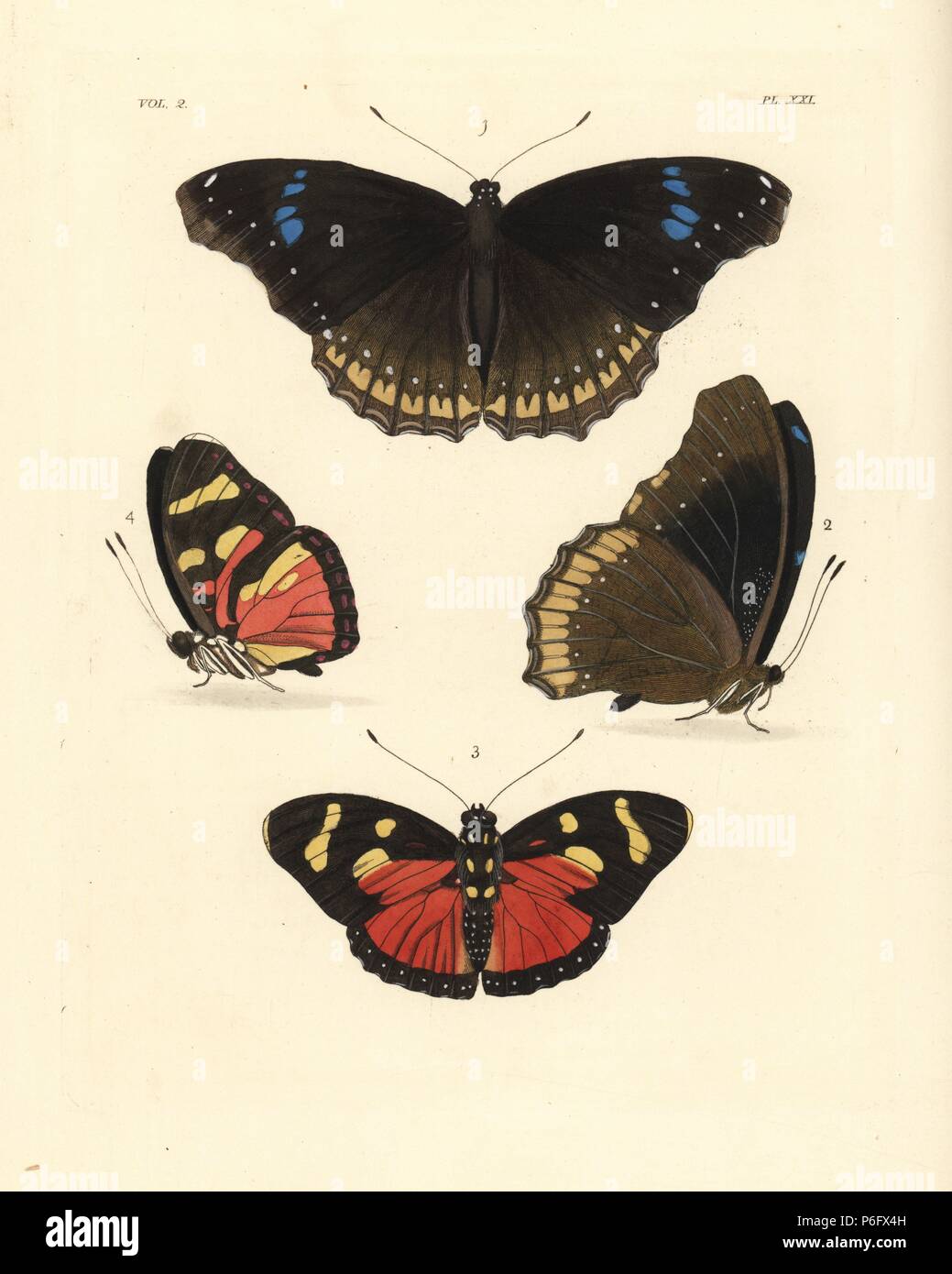 Great eggfly or blue moon butterfly, Hypolimnas bolina, female Nymphalis jacintha 1,2, and perseis mimic forester, Euphaedra perseis Nymphalis perseis 3,4. Handcoloured lithograph from John O. Westwood's new edition of Dru Drury's 'Illustrations of Exotic Entomology,' Bohn, London, 1837. Stock Photo