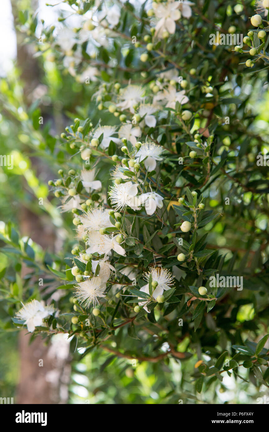 Plant tree, Myrtus communis, Myrtacae, Mediterranean Botanical garden,  Soller, Mallorca, Spain Europe Stock Photo - Alamy